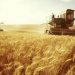 Жътвата на ечемика е към края си, пшеницата – още на полето