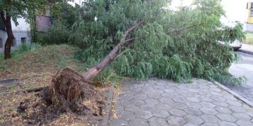 Бурята повали дървета и в Севлиевско
