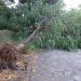 Бурята повали дървета и в Севлиевско