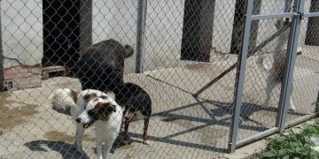 Мария Христова: “Само кастрация може да реши проблема с бездомните кучета”