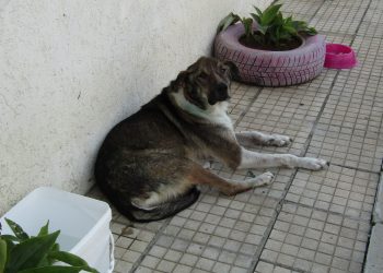 Мария Христова: “Само кастрация може да реши проблема с бездомните кучета”