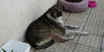 Мария Христова: “Само кастрация може да реши проблема с бездомните кучета”