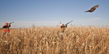 Откриват лова на прелетен дивеч на 10 август