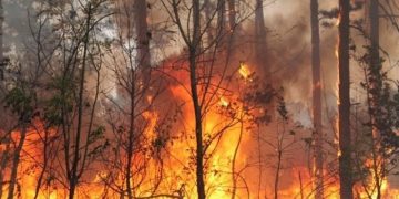 Как се действа при горски пожар, съветват от СЦДП