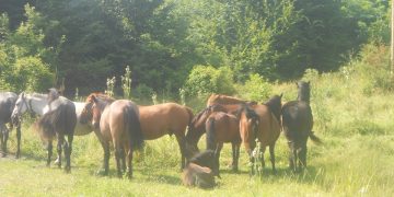За пръв път! Конфискуваха безстопанствени коне