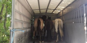 Конфискуваха още три безстопанствени коня