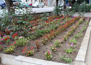 Гайлардия и импатиенс украсиха Севлиево