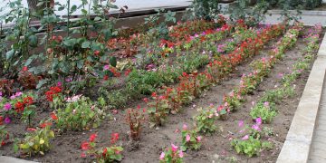 Гайлардия и импатиенс украсиха Севлиево