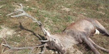 Бракониери са убили благороден елен край Кръвеник