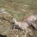 Бракониери са убили благороден елен край Кръвеник