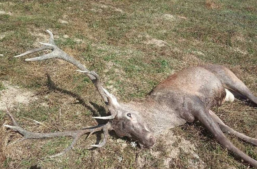 Бракониери са убили благороден елен край Кръвеник