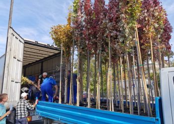 Засаждане на нови дървета в гр. Севлиево