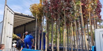 Засаждане на нови дървета в гр. Севлиево