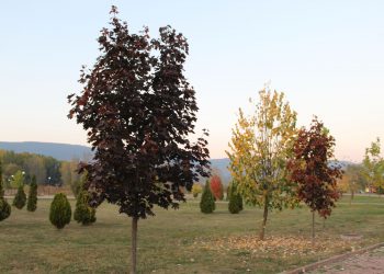 Над 200 нови дървета са засадени в Севлиево през тази година