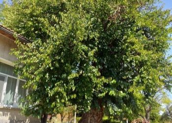 Вековна черница в с. Кормянско е финалист в конкурса “Дърво с корен”