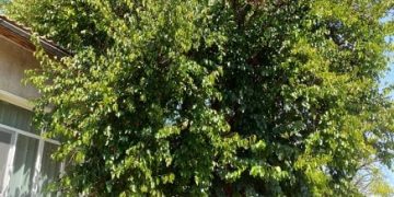 Вековна черница в с. Кормянско е финалист в конкурса “Дърво с корен”