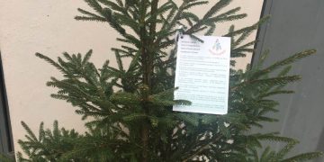 СЦДП продава живи коледни дръвчета благотворително