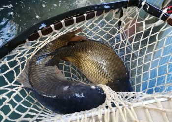 Днес е Никулден, на трапезата трябва да има риба