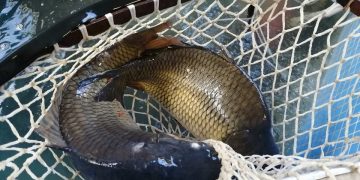 Днес е Никулден, на трапезата трябва да има риба