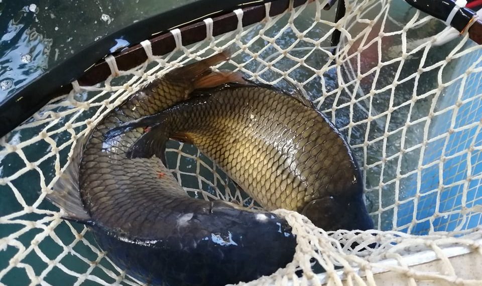 Днес е Никулден, на трапезата трябва да има риба