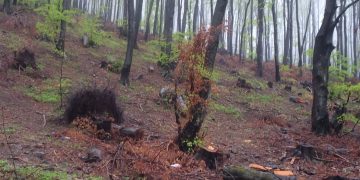 Без сеч във вододайните зони