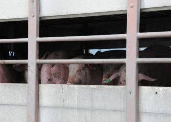 Отпада забраната за движение на живи свине и месо в 39 индустриални ферми и 66 кланици в страната
