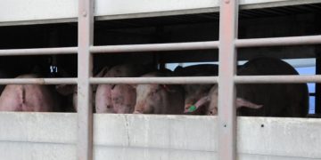 Отпада забраната за движение на живи свине и месо в 39 индустриални ферми и 66 кланици в страната