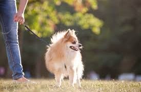 Искате да няма бездомни кучета, регистрирайте домашния си любимец