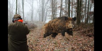 Груповият лов на дива свиня до края на януари?