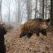 Груповият лов на дива свиня до края на януари?