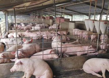 Забраняват движението на свине от и към животновъдни обекти и кланици в цялата страна