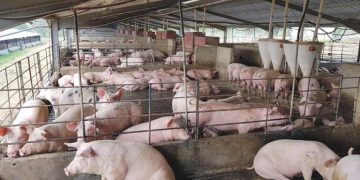 Забраняват движението на свине от и към животновъдни обекти и кланици в цялата страна