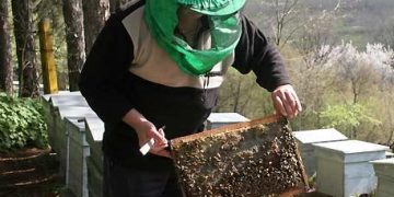 Започна приемът по новата пчеларска програма