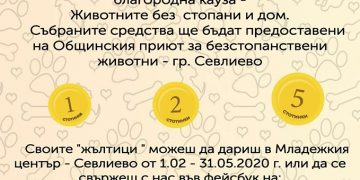 Жълти стотинки за бездомните кучета