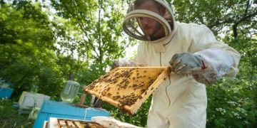 От 5 март започва прием по мерки А, Б и Е от Пчеларската програма