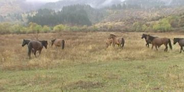 Фермерите:”Докато няма закон, който да забранява влизането в частни имоти, мерките против зараза на животните са безсмислени”