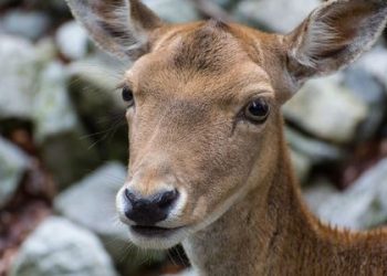 Арестуваха мъж и жена за убийство на кошута