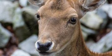 Арестуваха мъж и жена за убийство на кошута