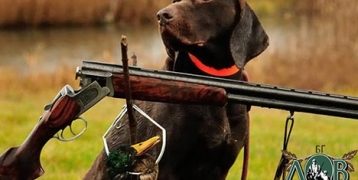 Ловните кучета – освободени от такси