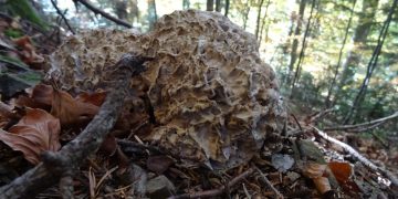 Нов вид гъба е установен в Национален парк “Централен Балкан”