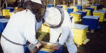 От 24 февруари се отваря новата пчеларска програма