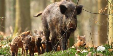 Коронавирусът отложи пролетната таксация на дивеча