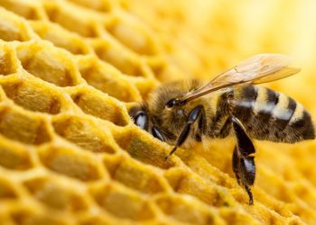 Пазете пчелите си, пръскат срещу плевели