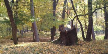  Седмицата на гората е! Деца пишат и рисуват за гората