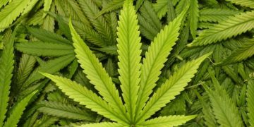 22-годишен сам предаде дрогата си на полицията