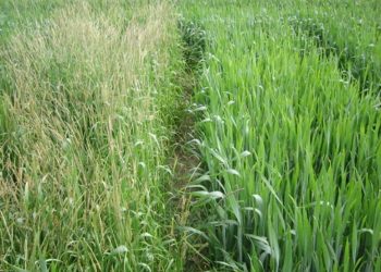 Продължава третирането на земеделските площи срещу плевели