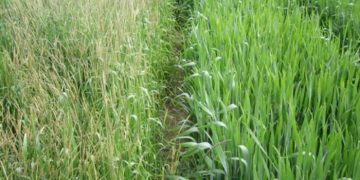 Продължава третирането на земеделските площи срещу плевели