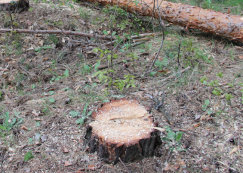 Незаконен добив на дървесина