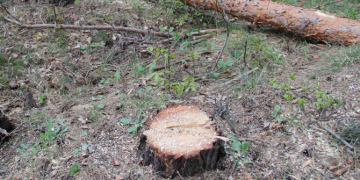 Незаконен добив на дървесина