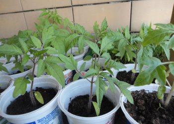 Петъчният пазар в Севлиево – на панаирната площадка от 8 до 14 ч. само за производители на земеделска продукция